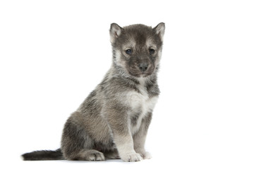 fierté du chiot husky assis de profil