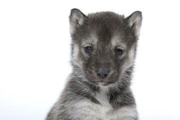 portrait de face du chiot husky