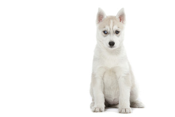 énigmatique chiot siberian husky