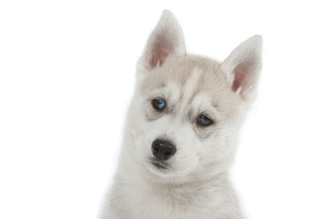 portrait plein de douceur du chiot husky