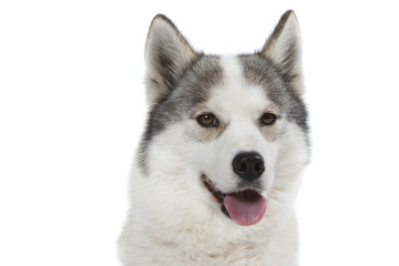 jeune husky de face gueule ouverte