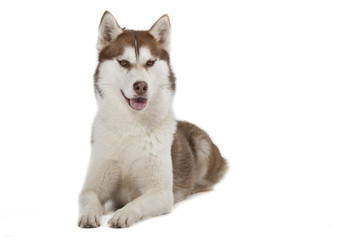 beautiful siberian husky