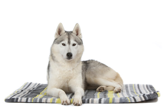 siberian husky allongé sur son tapis Stock Photo | Adobe Stock