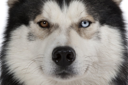 yeux vairons du siberian husky