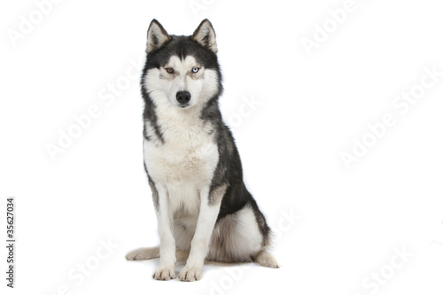 Siberian Husky Assis De Face Sur Fond Blanc Stock Photo And
