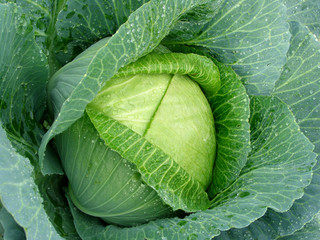 Obraz premium cabbage head with dew drops