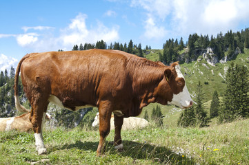 Fototapeta na wymiar Large Brown Cow