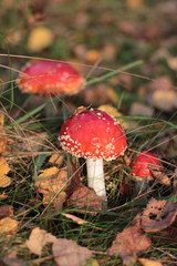 red fly agaric mushroom 01