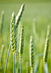 wheat field