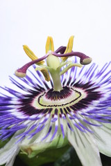 Passionsblume