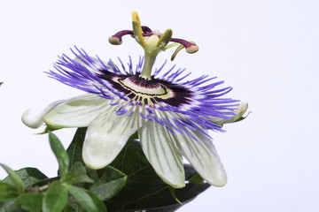 Passionsblume
