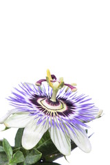 Passionsblume