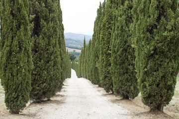 Cypress alley leading to the farmer's house in Tuscany