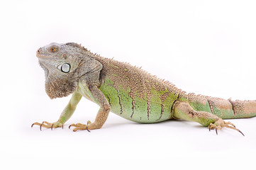 green iguana