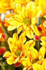Chrysanthemum Flowers
