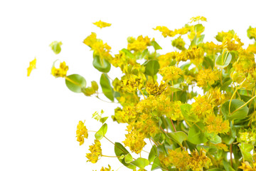 yellow flowers