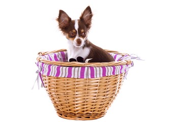 Chihuahua Welpe sitzend im Korb