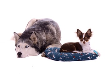 großer Hund Husky und kleine Chihuahua Welpe