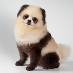 The spitz-dog painted under a panda