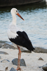 White Stork