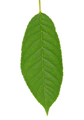 Fototapeta premium leaf