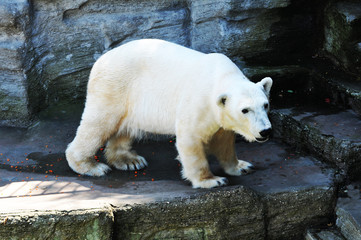 Polar bear at zoo