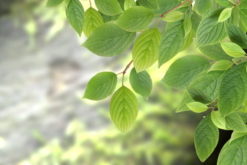 Fototapeta na wymiar Green Leaves