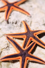 Starfish