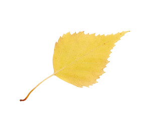 Autumn birch leaf isolated on white background