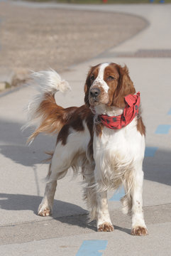 WELSH SPRINGER SPANIEL