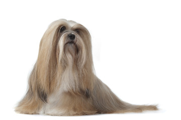 sa majest&eacute; le lhassa apso