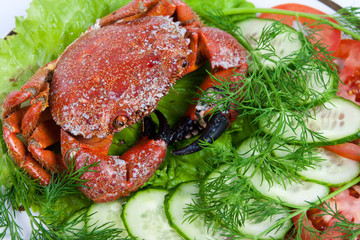 Stone crabs