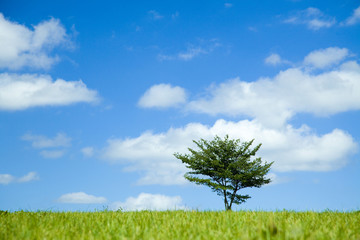 Fototapeta na wymiar 青空と木と草原