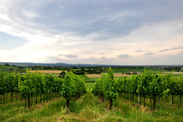 Fototapeta na wymiar winnice i pola w Bertinoro, Włochy