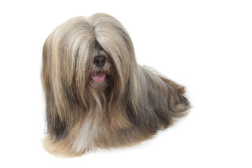 lhassa apso bien toiletté aux poils longs