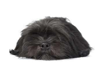 black lhassa apso sleeping