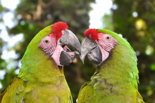A couple of Great Green Macaws