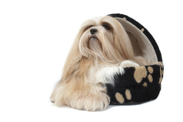 lhassa apso installé avec nonchalance