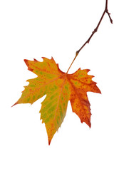 Autumn maple leaf