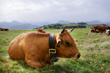 Vache sur le plateau du Semnoz