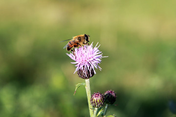 Arbeitende Biene auf Blume