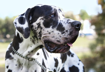 Dog breed great Dane lying on a white background