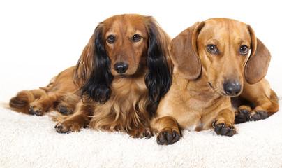 Miniature dachshund longhaired and dachshund
