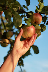 Frau greift nach einem Apfel