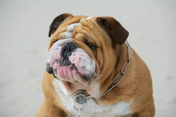 Bulldog portrait