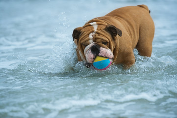 Happy dog Bulldog playing at the sea