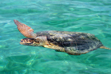 Obraz premium Schildkröte