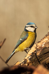 Blaumeise (Cyanistes caeruleus, Syn. Parus caeruleus)