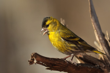 Goldammer (Emberiza citrinella)