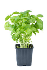 Green basil growing in the flowerpot